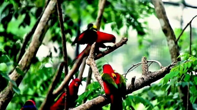 Cebu Safari & Adventure Park: Wildlife Tour with Transfers - Animal Encounters: Authentic and Up-Close