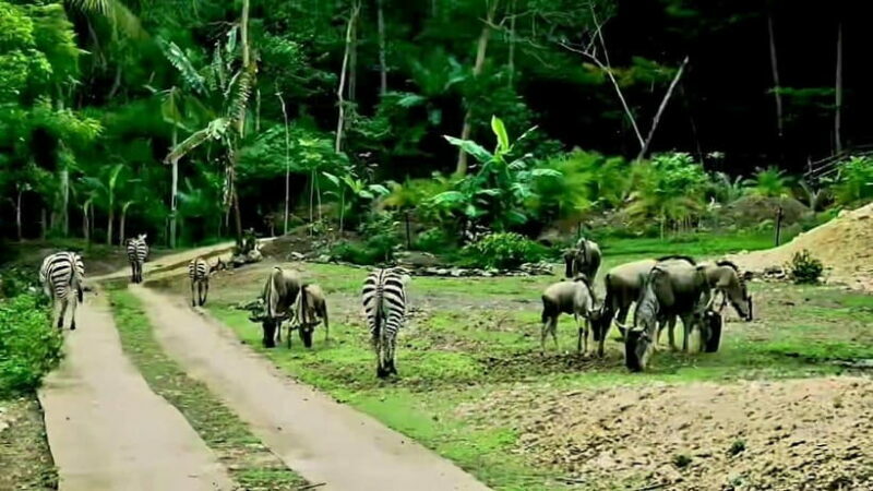 Cebu Safari & Adventure Park: Wildlife Tour with Transfers - Practical Tips for Visitors