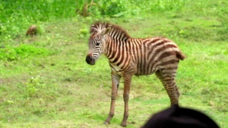 Cebu Safari & Adventure Park: Wildlife Tour with Transfers - The Sum Up: Who Will Appreciate Cebu Safari & Adventure Park?
