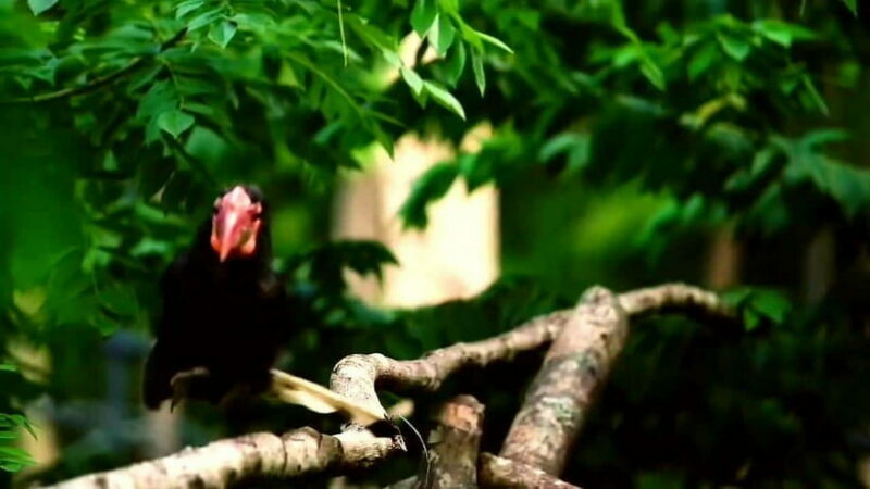 Cebu Safari & Adventure Park: Wildlife Tour with Transfers - FAQ