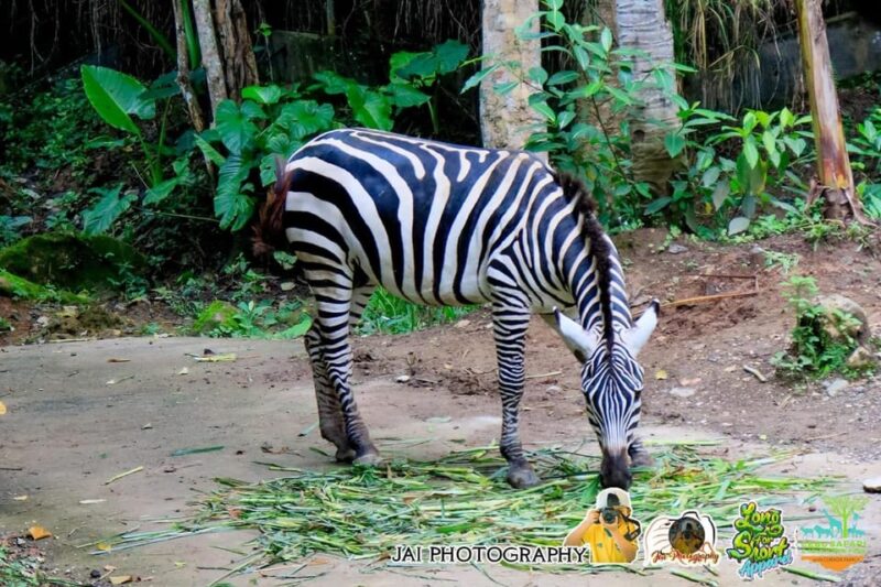 Cebu Safari Adventure - Important Considerations