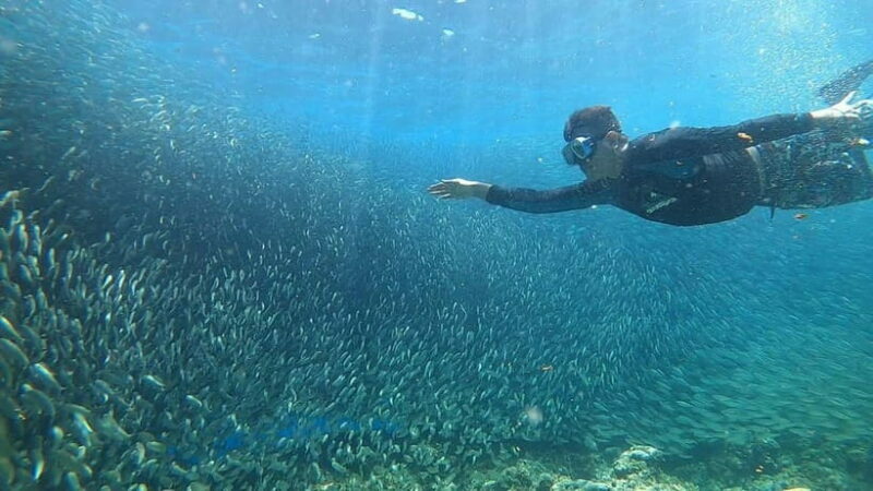 Cebu: Sardine Run Snorkeling, Mantayupan Falls & ATV Thrills - Key Points