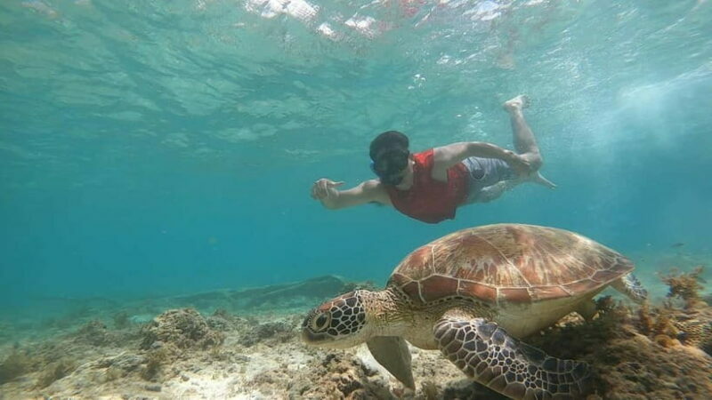 Cebu: Sardine Run Snorkeling, Mantayupan Falls & ATV Thrills - Who Is This Tour Best For?