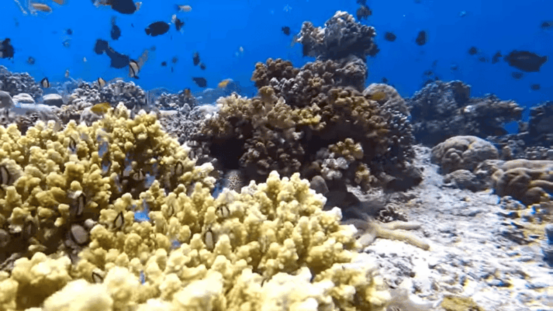 Cebu: Sardine Run Snorkeling, Mantayupan Falls & ATV Thrills - Itinerary and Activities
