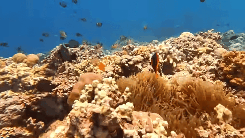 Cebu: Sardine Run Snorkeling, Mantayupan Falls & ATV Thrills - Pickup and Drop-off Details