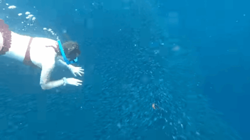 Cebu: Sardine Run Snorkeling, Mantayupan Falls & ATV Thrills - Included Services and Safety