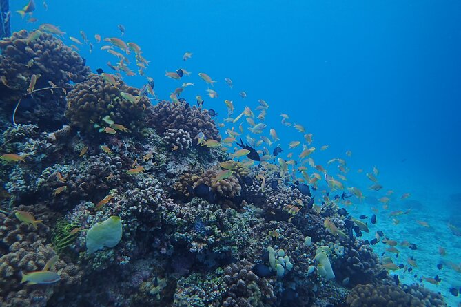 Cebu: Scuba Diving Experience Beach Entry in Mactan - Transportation and Meeting Point