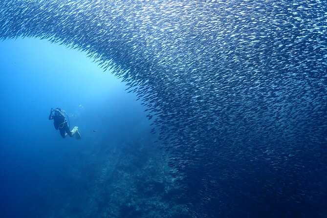 Cebu: Scuba Diving Experience Beach Entry in Mactan - First-time Divers Experiences