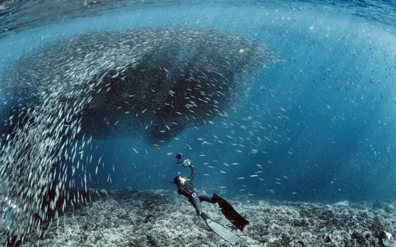 Cebu: Scuba Diving With Sardines and Pescador Island Snorkel - Inclusion Details