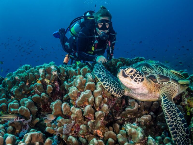 Cebu: Scuba Diving With Sardines and Pescador Island Snorkel - Pescador Island Snorkel