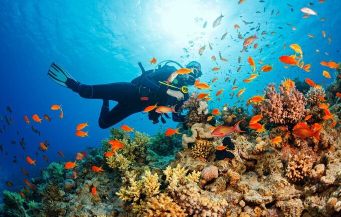 Cebu: Scuba Diving With Sardines and Pescador Island Snorkel - Booking and Cancellation