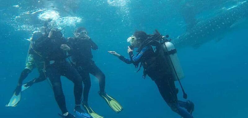Cebu: Scuba Diving with Whale Sharks Trip in Oslob - Authentic Feedback from Travelers