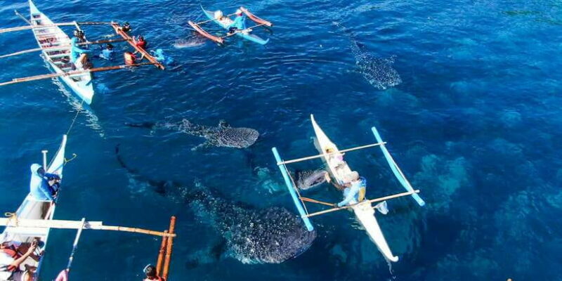 Cebu: Scuba Diving with Whale Sharks Trip in Oslob - FAQ