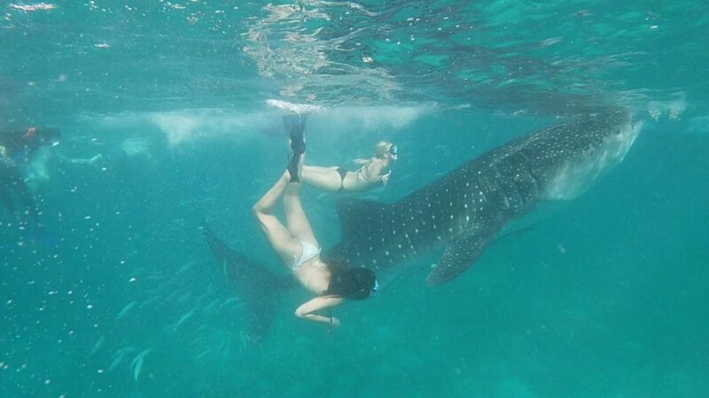 Cebu Shared Tour: Whaleshark Swimming & Kawasan Canyoneering - Key Points
