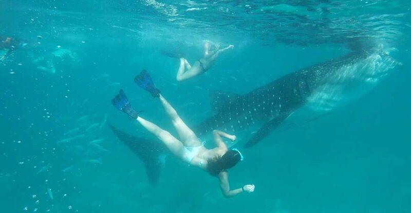 Cebu Shared Tour: Whaleshark Swimming & Kawasan Canyoneering - Itinerary and Activities