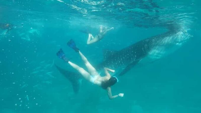 Cebu Shared Tour: Whaleshark Swimming & Kawasan Canyoneering - Frequently Asked Questions