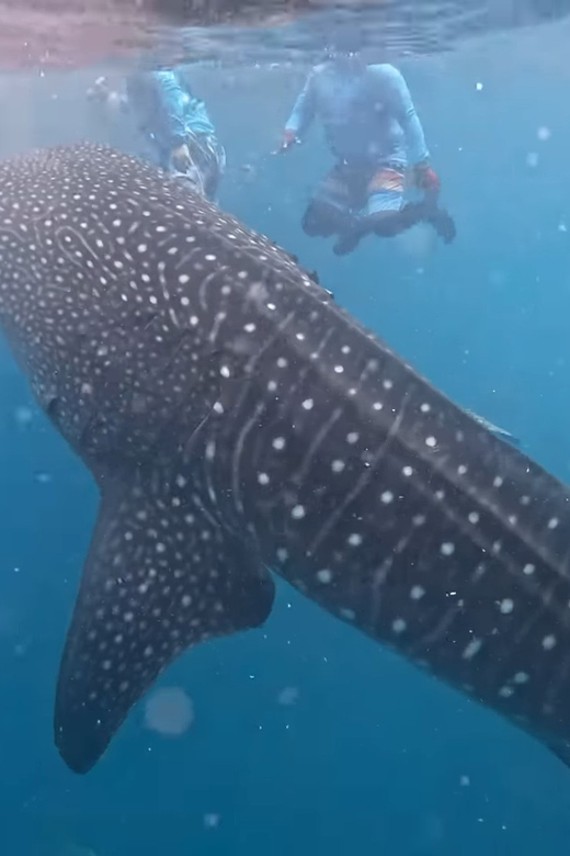 Cebu: Shared Tours Oslob Whale Shark and Canyoneering - Key Points