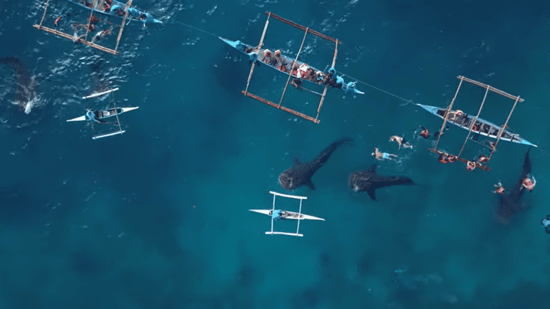 Cebu: Shared Tours Oslob Whale Shark and Canyoneering - Itinerary and Experience