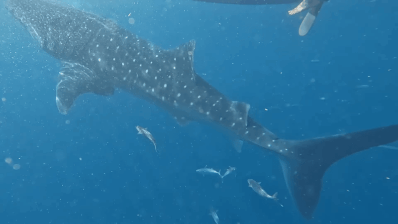 Cebu: Shared Tours Oslob Whale Shark and Canyoneering - Important Notes and Recommendations