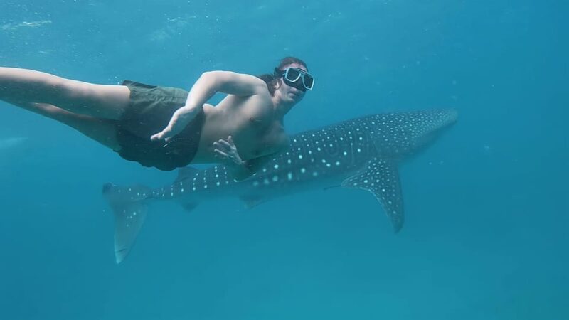 Cebu South-Whale Shark Swimming and Sardines Snorkeling Tour - Pickup Locations and Schedule