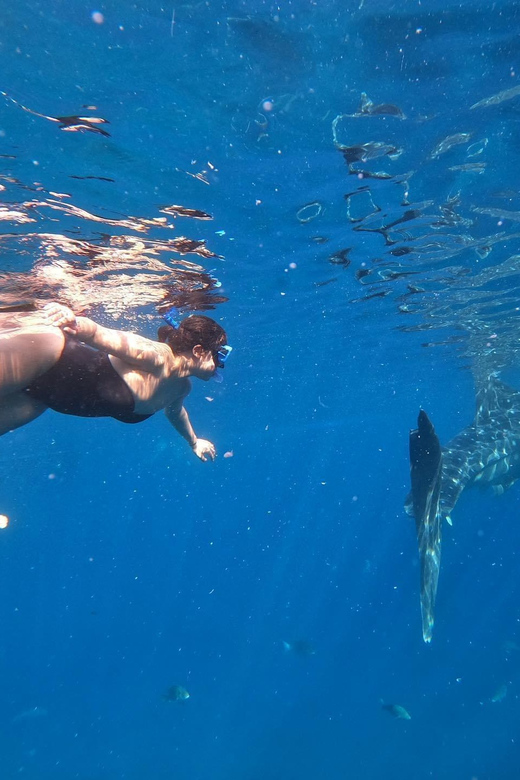 Cebu Swim With Whaleshark & Sumilon Island - Experience Highlights