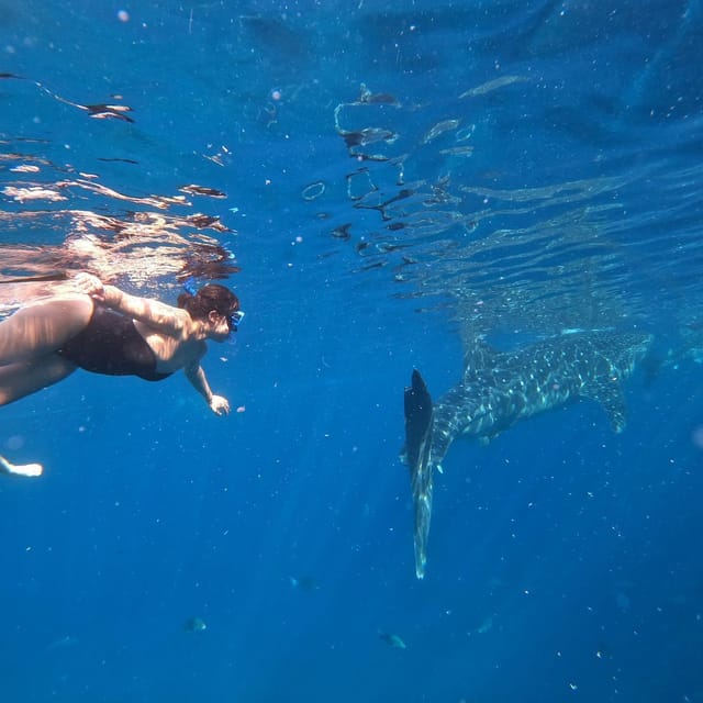 Cebu Swim With Whaleshark & Sumilon Island - Inclusions