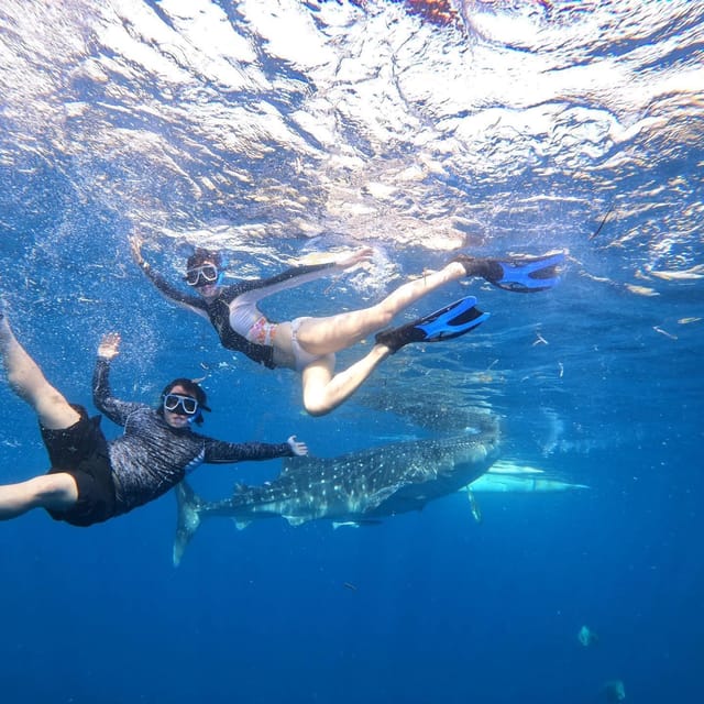 Cebu Swim With Whaleshark & Sumilon Island - Whaleshark Watching