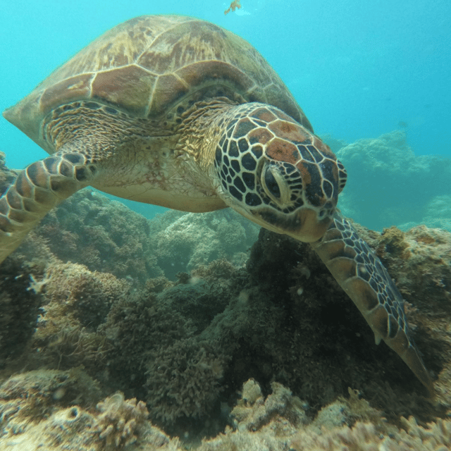 Cebu Tour: Moalboal+Canyoneering Shared/Joiner Tour - Key Points