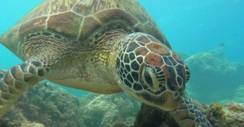 Cebu Tour: Moalboal+Canyoneering Shared/Joiner Tour - Itinerary and Highlights