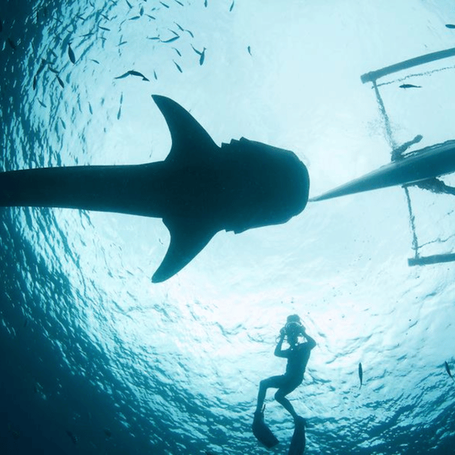 Cebu Tour: Oslob Joiners/Shared Tour - Whale Shark Interaction