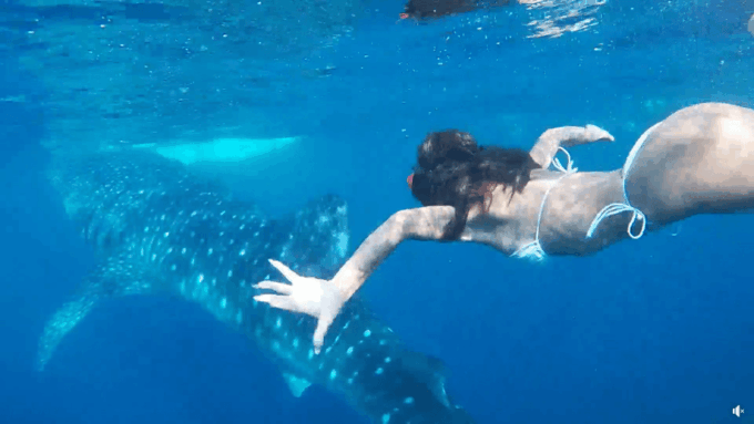 Cebu Ultimate Adventure: Oslob, Inambakan Falls & Moalboal - Cancellation and Refund Policy
