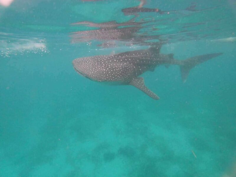 Cebu: Whale Shark Encounter &Adventure With Mantayupan Falls - Key Points