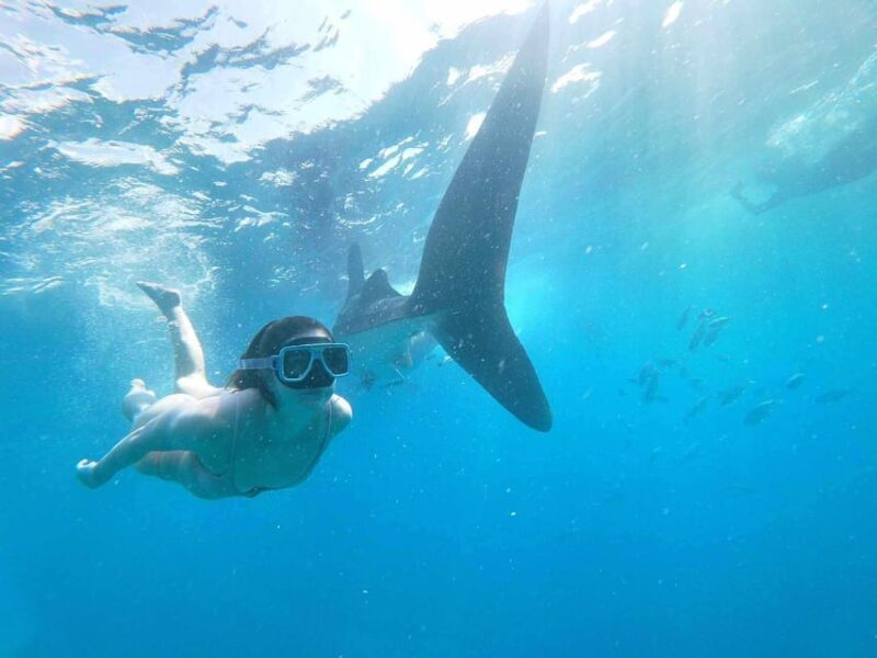 Cebu: Whale Shark Encounter &Adventure With Mantayupan Falls - Highlights and Experience