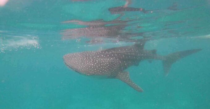 Cebu: Whale Shark Encounter &Adventure With Mantayupan Falls - Frequently Asked Questions