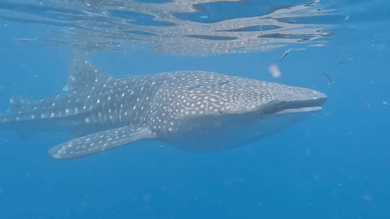 Cebu: Whale Shark Encounter & Canyoneering Expedition - Pricing and Cancellation Policy