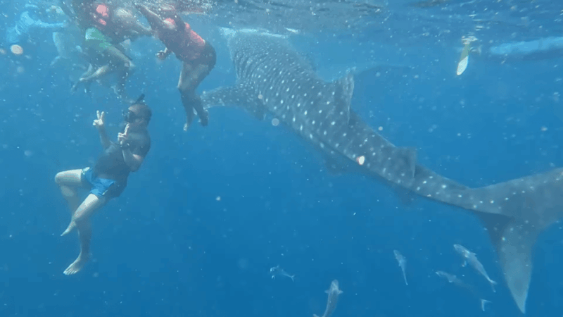 Cebu: Whale Shark Encounter & Canyoneering Expedition - Frequently Asked Questions