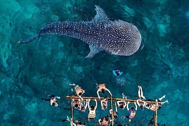 Cebu Whale Shark Encounter Simala Church & Ka Treasure Falls - Included Services