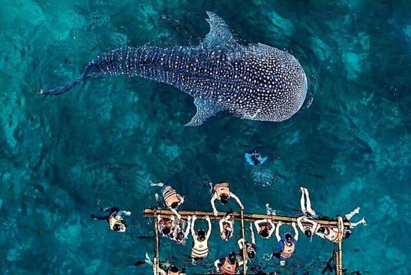 Cebu Whale Shark Encounter Simala Church & Ka Treasure Falls - Important Information