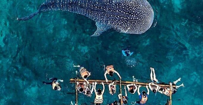 Cebu Whale Shark Encounter Simala Church & Ka Treasure Falls - Whale Shark Encounter
