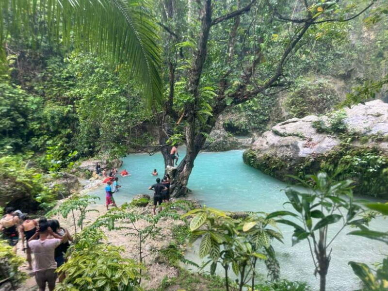 Cebu: Whale Shark, Inambakan Falls & Moalboal Sardine Tour - Key Points