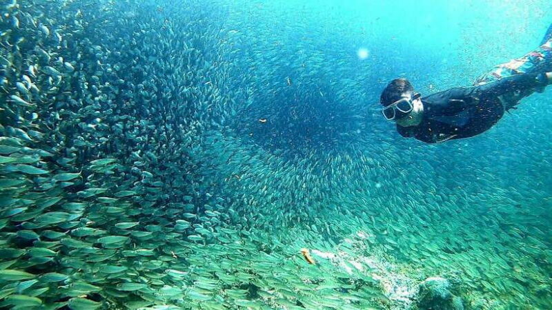 Cebu: Whale Shark, Inambakan Falls & Moalboal Sardine Tour - The Realities — Pros and Cons