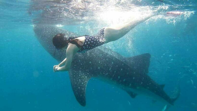 Cebu: Whale Shark, Inambakan Falls & Moalboal Sardine Tour - Who Should Consider This Tour?
