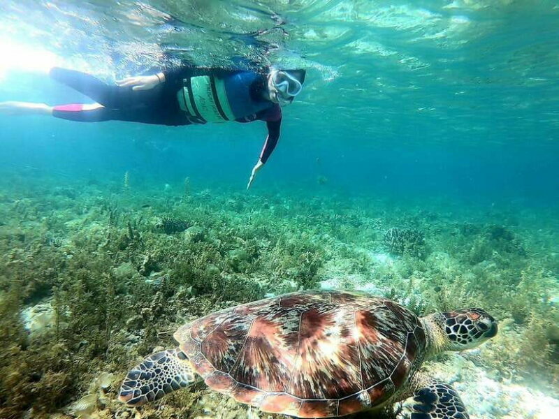 Cebu: Whale Shark, Inambakan Falls & Moalboal Sardine Tour - FAQ