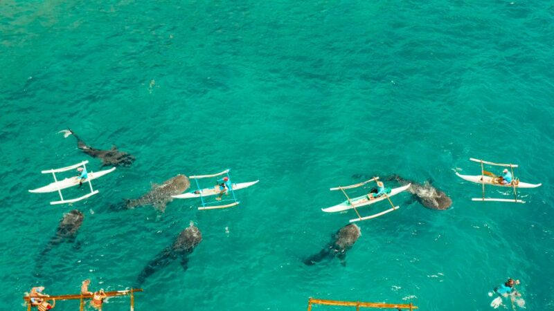 Cebu Whale Shark + Kawasan Canyooneering, Full Day W/ Lunch - Inclusions and Exclusions