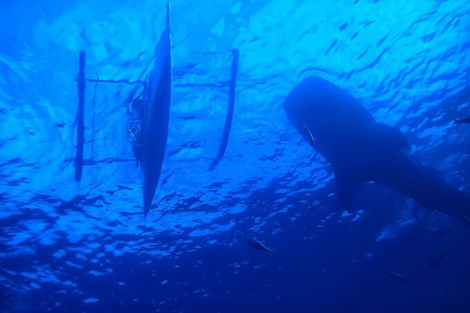 Cebu Whale Shark + Kawasan Canyooneering, Full Day W/ Lunch - Sustainability and Safety Measures