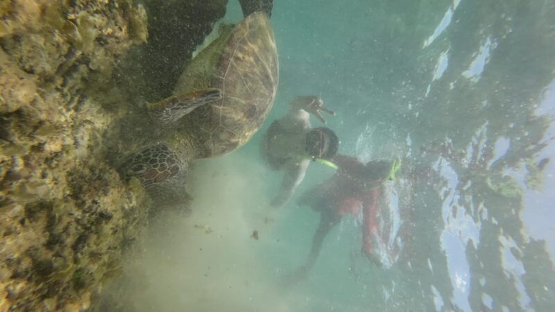 Cebu: Whale Shark & Moalboal Island Hoping - Exploring Marine Sanctuaries