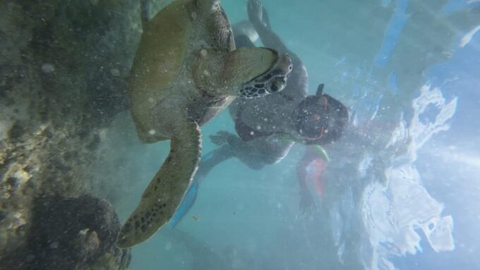 Cebu: Whale Shark & Moalboal Island Hoping - What to Bring and Considerations