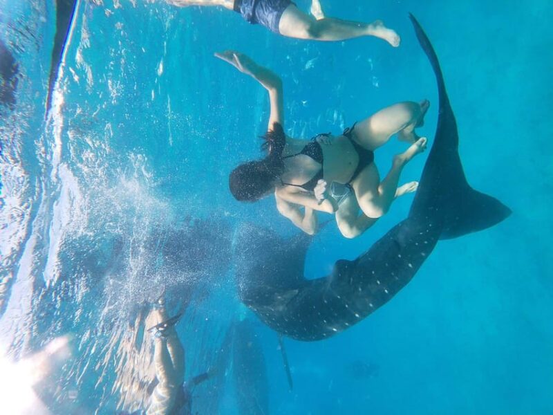 Cebu: Whale Shark, Moalboal Snorkeling Activity - Key Points