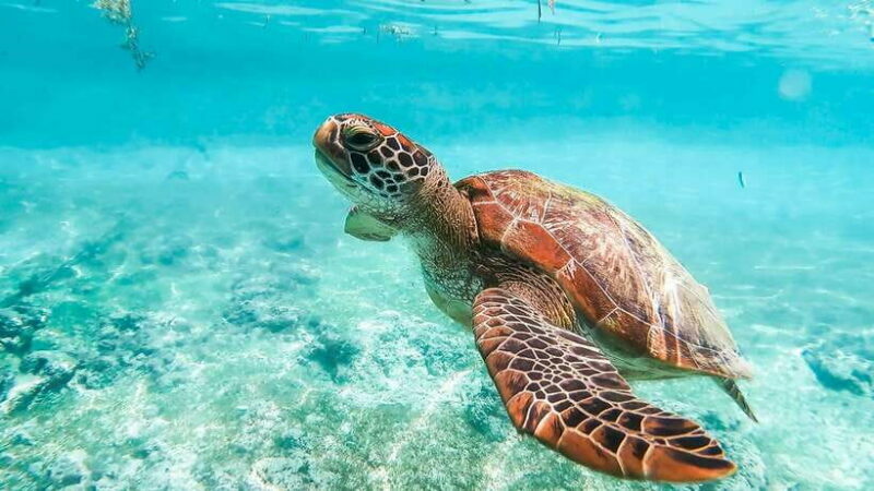 Cebu: Whale Shark, Monkey Sanctuary, & Moalboal Turtles Tour - Who Should Consider This Tour?