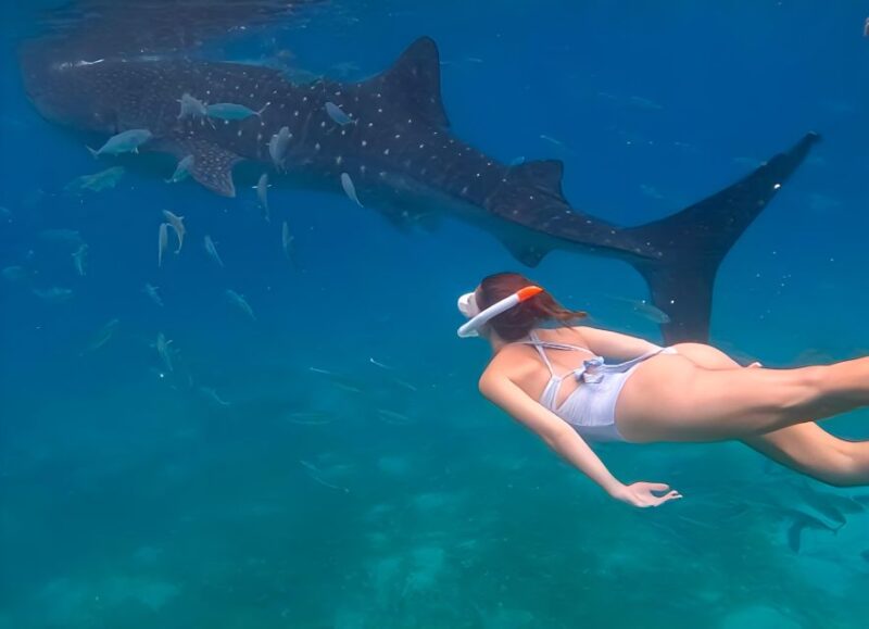 Cebu: Whale Shark & Mysterious Waterfall Private Tour - Experience Highlights